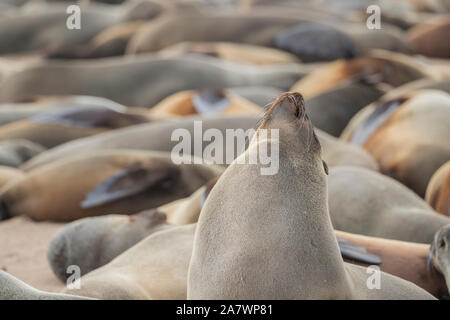 An afro-australian fur seal (Arctocephalus pusillus) in Cape Cross, Namibia Stock Photo