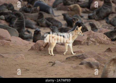 Golden jackal (canis aureus) hunting seals in Cape Cross, Namibia Stock Photo