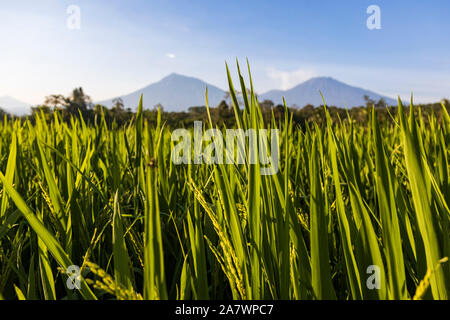 Rice terraces or rice paddies in front of volcanoes in East Java, Java Timur, Java, Indonesia, Southeast Asia, Asia