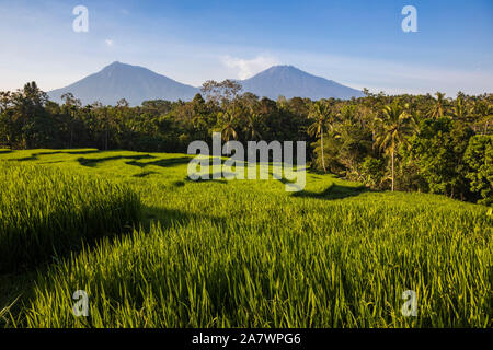 Rice terraces or rice paddies in front of volcanoes in Eastern Java, Java Timur, Java, Indonesia, Southeast Asia, Asia