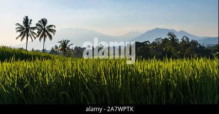 Rice terraces or rice paddies with coconut palm trees and volcanoes in East Java, Java Timur, Java, Indonesia, Southeast Asia, Asia