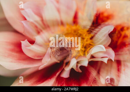 Close-up abstract view of bee on pink, white and yellow dahlia flower Stock Photo
