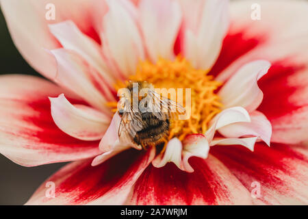 Close-up view of bee on pink, white and yellow dahlia flower