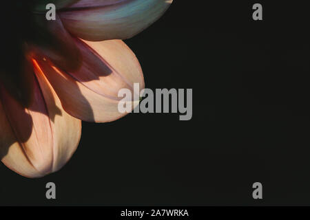 Backlit macro view of pink dahlia petals on dark background Stock Photo