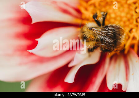 Close-up view of bee on pink and white dahlia flower