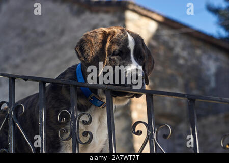 Close-up of Young St Bernard with blue dog collar in old metal fence Stock Photo