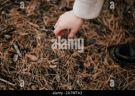 Cropped hand of woman holding pine cones in forest Stock Photo