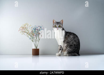 A gray domestic cat without a tail sits on a table near a bouquet of delicate flowers Stock Photo