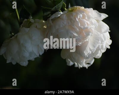 Peony Corinne Wersan.  Double white peony flower. Paeonia lactiflora (Chinese peony or common garden peony). Stock Photo