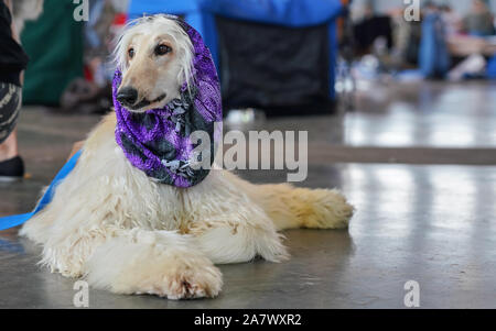 Russian borzoi dog sitting on the floor, purple scarf on head - ready and groomed at dog show contest Stock Photo
