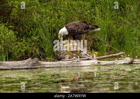 An American Bald Eagle feeds on a fish caught in Trout Lake in the Northwoods village of Boulder Junction, Wisconsin. Stock Photo