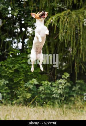 Small Jack Russell dog jumping up high in the air Stock Photo