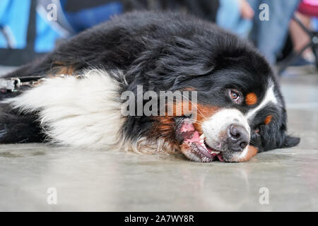 Bernese Mountain Dog lying on stone floor indoors, looking bored tired Stock Photo