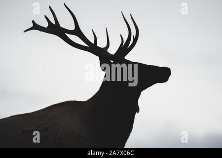 Silhouette of a young elk bull (cervus canadensis), Yukon Territory, Canada Stock Photo