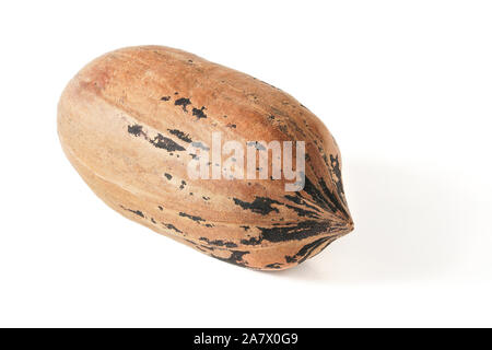 Whole pecan nut Carya illinoinensis in shell isolated on white background, detailed closeup macro photo Stock Photo