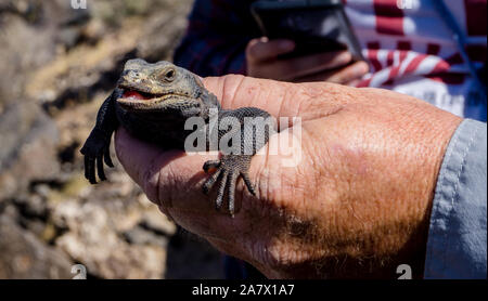 A Chuckwalla (Sauromalus ater) getting hold in the Mojave desert, USA Stock Photo