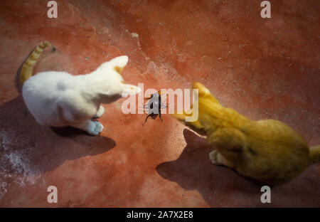Cats and Giant black Bug on the red ground Stock Photo