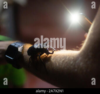 Giant Bug Atlas black Beetle on the mans hand night time Stock Photo