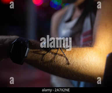 Giant Bug Atlas black Beetle on the mans hand night time Stock Photo
