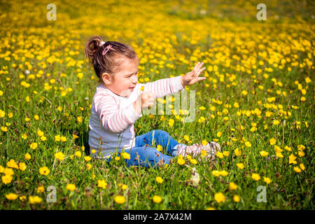 Young little girl sitting on meadow, holding flower and reaching out hand, many yellow flowers, summer day, blurred background, Ireland Stock Photo