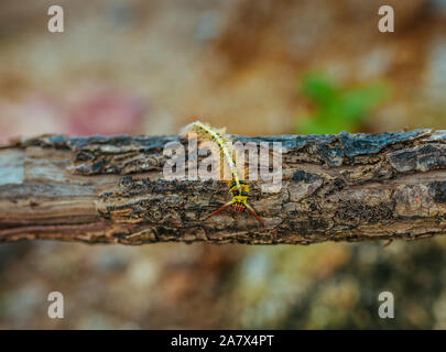 Yellow Caterpillar butterfly Myriapoda diplopoda arthropoda tracheata wild insect bug life Stock Photo