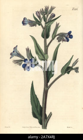Italian bugloss, Anchusa azurea (Anchusa italica). Handcoloured copperplate engraving by Weddell after a drawing by John Curtis for Samuel Curtis' continuation of William Curtis' Botanical Magazine, London, 1820. Stock Photo