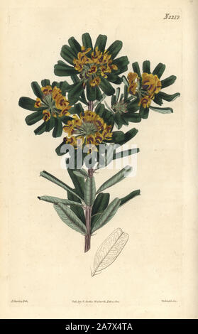 Heart-leaved poison or two-lobed gastrolobium, Gastrolobium bilobum. Handcoloured copperplate engraving by Weddell after a drawing by John Curtis for Samuel Curtis' continuation of William Curtis' Botanical Magazine, London, 1821. Stock Photo
