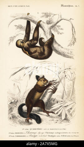 Aye-aye, Daubentonia madagascariensis (near-threatened), and brown-throated sloth, Bradypus variegatus brasiliensis. Handcolored engraving by Fournier after an illustration by Edouard Travies from Charles d'Orbigny's Dictionnaire Universel d'Histoire Naturelle (Dictionary of Natural History), Paris, 1849. Stock Photo