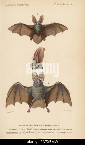 Brown long-eared bat or common long-eared bat, Plecotus auritus, and yellow-winged bat, Lavia frons. Handcolored engraving by Fournier after an illustration by Oudart from Charles d'Orbigny's Dictionnaire Universel d'Histoire Naturelle (Dictionary of Natural History), Paris, 1849. Stock Photo