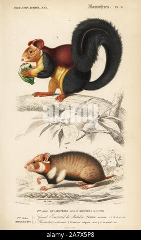 Indian or Malabar giant squirrel, Ratufa indica, and European hamster, Cricetus cricetus. Handcolored engraving by Manceau after an illustration by Edouard Travies from Charles d'Orbigny's Dictionnaire Universel d'Histoire Naturelle (Dictionary of Natural History), Paris, 1849. Stock Photo