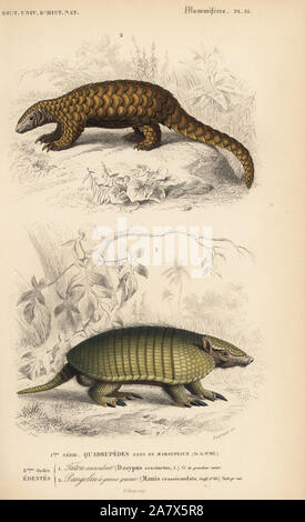 Six-banded armadillo, Euphractus sexcinctus, and Indian pangolin, thick-tailed pangolin, or scaly anteater, Manis crassicaudata. Handcoloured engraving by Fournier after an illustration by Edouard Travies from Charles d'Orbigny's Dictionnaire Universel d'Histoire Naturelle (Dictionary of Natural History), Paris, 1849. Stock Photo
