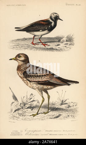 Ruddy turnstone, Arenaria interpres, and Eurasian stone curlew, Burhinus oedicnemus. Handcoloured engraving by the widow Fournier after an illustration by Edouard Travies from Charles d'Orbigny's Dictionnaire Universel d'Histoire Naturelle (Dictionary of Natural History), Paris, 1849. Stock Photo