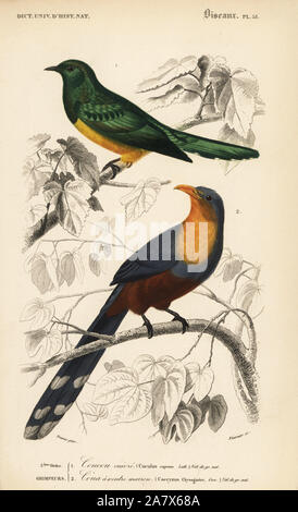 African emerald cuckoo, Chrysococcyx cupreus, and red-billed malkoha, Zanclostomus javanicus. Handcoloured engraving by Fournier after an illustration by Edouard Travies from Charles d'Orbigny's Dictionnaire Universel d'Histoire Naturelle (Dictionary of Natural History), Paris, 1849. Stock Photo