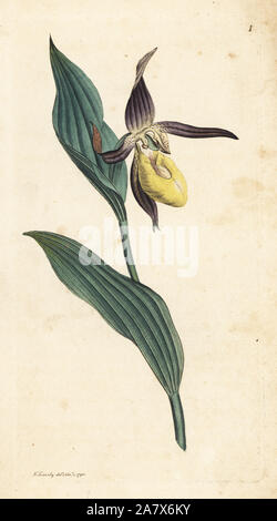 Lady's slipper orchid, Cypripedium calceolus. Handcoloured copperplate engraving after an illustration by James Sowerby from James Smith's English Botany, London, 1790. Stock Photo