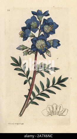 Jacob's ladder or Greek valerian, Polemonium caeruleum. Handcoloured copperplate engraving after an illustration by James Sowerby from James Smith's English Botany, London, 1791. Stock Photo