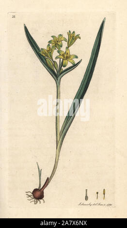Yellow star of Bethlehem, Gagea lutea (Ornithogalum luteum). Handcoloured copperplate engraving after an illustration by James Sowerby from James Smith's English Botany, London, 1791. Stock Photo