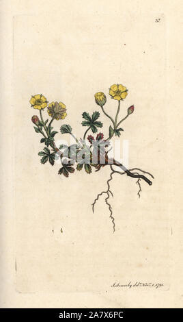 Large-flowered potentilla, Potentilla grandiflora (Spring cinquefoil, Potentilla verna). Handcoloured copperplate engraving after an illustration by James Sowerby from James Smith's English Botany, London, 1791. Stock Photo