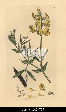 Meadow vetchling, Lathyrus pratensis. Handcoloured copperplate engraving after a drawing by James Sowerby for James Smith's English Botany, 1799. Stock Photo