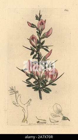 Spiny restharrow, Ononis spinosa subsp. hircina (Rest harrow, Ononis arvensis). Handcoloured copperplate engraving after a drawing by James Sowerby for James Smith's English Botany, 1800. Stock Photo