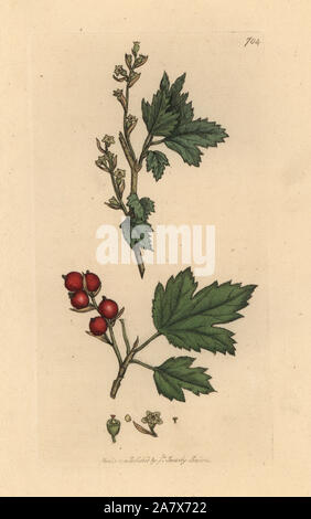 Alpine currant or tasteless mountain currants, Ribes alpinum. Handcoloured copperplate engraving after a drawing by James Sowerby for James Smith's English Botany, 1800. Stock Photo