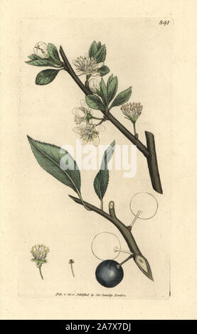 Bullace Plum, Damson Plum (Prunus domestica ssp. insititia, Prunus ...