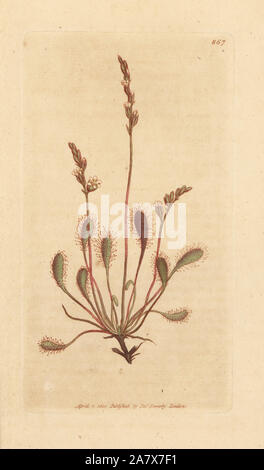 Round-leaved sundew, Drosera rotundifolia. Handcoloured copperplate engraving after a drawing by James Sowerby for James Smith's English Botany, 1801. Stock Photo