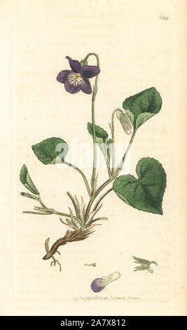 Heath dog violet, Viola canina. Handcoloured copperplate engraving after a drawing by James Sowerby for James Smith's English Botany, 1799. Stock Photo