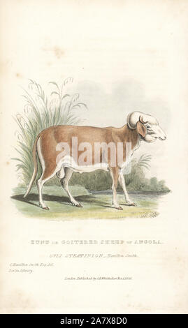 Zunu or goitered sheep of Angola, Ovis aries (Ovis steatinion). Handcoloured engraving by Thomas Landseer after an illustration by Charles Hamilton Smith from Edward Griffith's The Animal Kingdom by the Baron Cuvier, London, Whittaker, 1827. Stock Photo