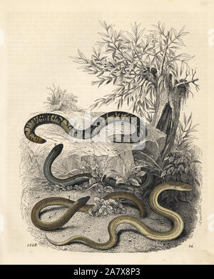 Earthworm blind snake, Typhlops lumbricalis 1, slow worm, Anguis fragilis 2, Cape legless skink, Ancontias meleagris 3 and eastern glass lizard, Ophisaurus ventralis 4. Handcoloured lithograph from Carl Hoffmann's Book of the World, Stuttgart, 1849. Stock Photo