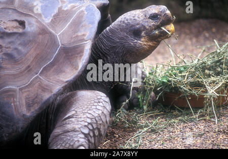 THE GALAPAGOS TORTOISE (CHELONOIDIS NIGRA) IS THE LARGEST LIVING SPECIES OF TORTOISE AND CAN WEIGH UP TO 417 KG. SEEN HERE EATING. Stock Photo