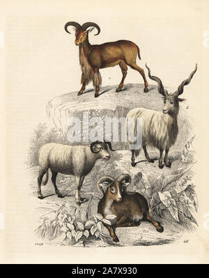 Argali, Ovis ammon 1, sheep, Ovis aries 2, Racka sheep, Ovis aries strepsiceros hungaricus 3, and Barbary sheep, Ammotragus lervia 4. Handcoloured lithograph from Carl Hoffmann's Book of the World, Stuttgart, 1849. Stock Photo