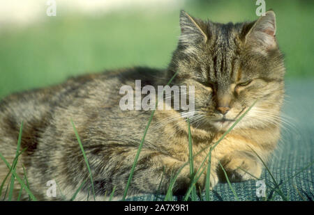CLOSE-UP OF A TABBY CAT RESTING ON A BLANKET OUTDOORS. Stock Photo