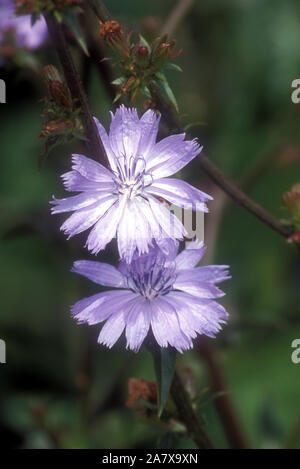 CLOSE-UP OF THE FLOWERS OF CICHORIUM INTYBUS COMMON NAMES INCLUDE BLUE SAILORS, BLUE DAISY, SUCCORY OR COMMON CHICORY PLANT. Stock Photo