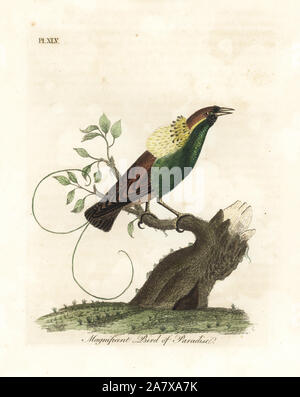 Magnificent bird-of-paradise, Diphyllodes magnificus (Paradisea magnifica). Handcoloured copperplate drawn and engraved by John Latham from his own A General History of Birds, Winchester, 1822. Stock Photo